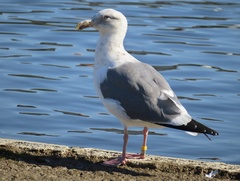 Larus occidentalis