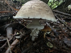Agaricus hondensis
