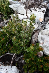 Olearia persoonioides