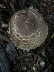 Agaricus hondensis
