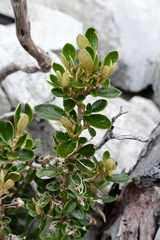 Olearia persoonioides