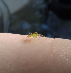 Lyssomanes viridis