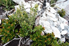 Olearia persoonioides