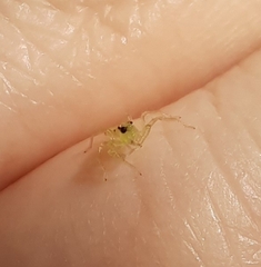 Lyssomanes viridis