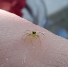 Lyssomanes viridis