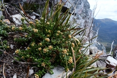 Ozothamnus rodwayi