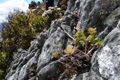 Eucalyptus vernicosa