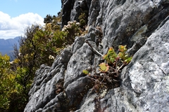 Eucalyptus vernicosa