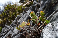 Eucalyptus vernicosa
