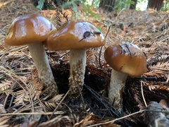 Cortinarius mucosus