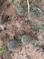 Hamatocactus setispinus