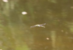 Anax parthenope julius
