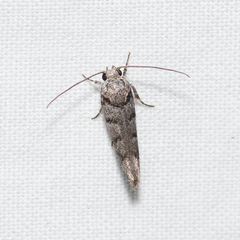 Lichenaula onychodes