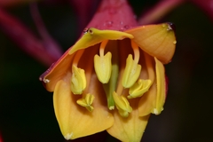 Blandfordia punicea