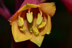 Blandfordia punicea