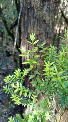 Metrosideros stipularis