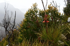 Blandfordia punicea
