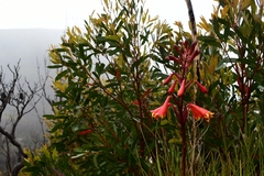 Blandfordia punicea