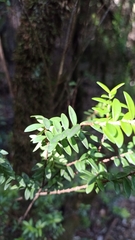 Metrosideros stipularis