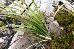 Blandfordia punicea