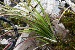 Blandfordia punicea