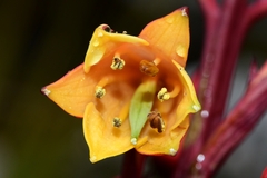 Blandfordia punicea
