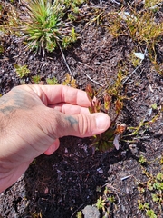 Gentianella