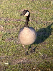 Branta