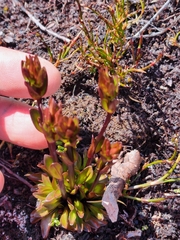 Gentianella