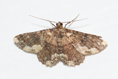 Paradromulia ambigua