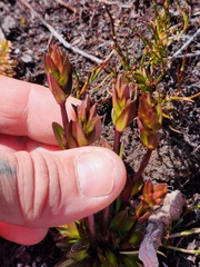 Gentianella