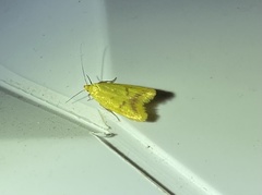 Aeolothapsa