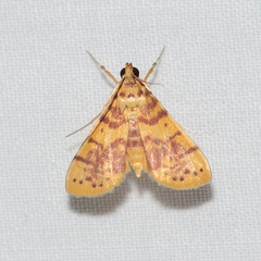 Conogethes haemactalis