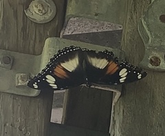 Hypolimnas bolina nerina