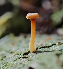 Lichenomphalia