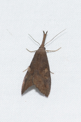 Hypena subvittalis