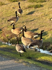 Branta