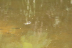 Anax parthenope julius