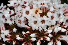 Epacris serpyllifolia