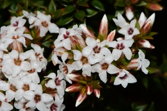 Epacris serpyllifolia