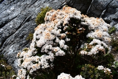 Epacris serpyllifolia