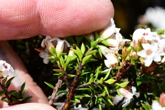 Epacris serpyllifolia