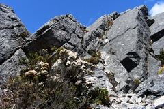 Epacris serpyllifolia