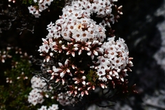 Epacris serpyllifolia