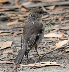 Melanodryas vittata vittata