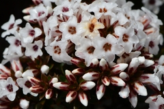 Epacris serpyllifolia