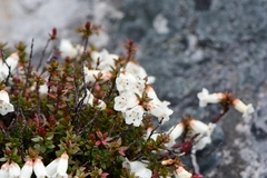 Epacris serpyllifolia