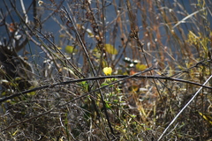 Primulaceae