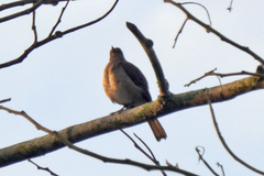 Turdus ignobilis