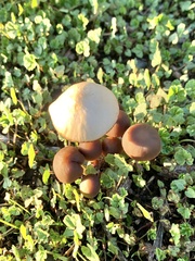 Agaricales